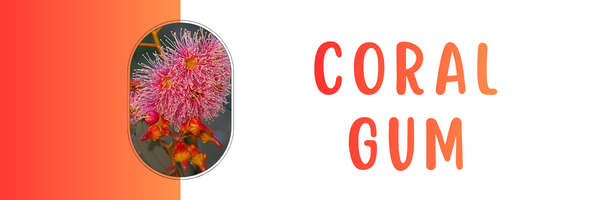 Coral Gum